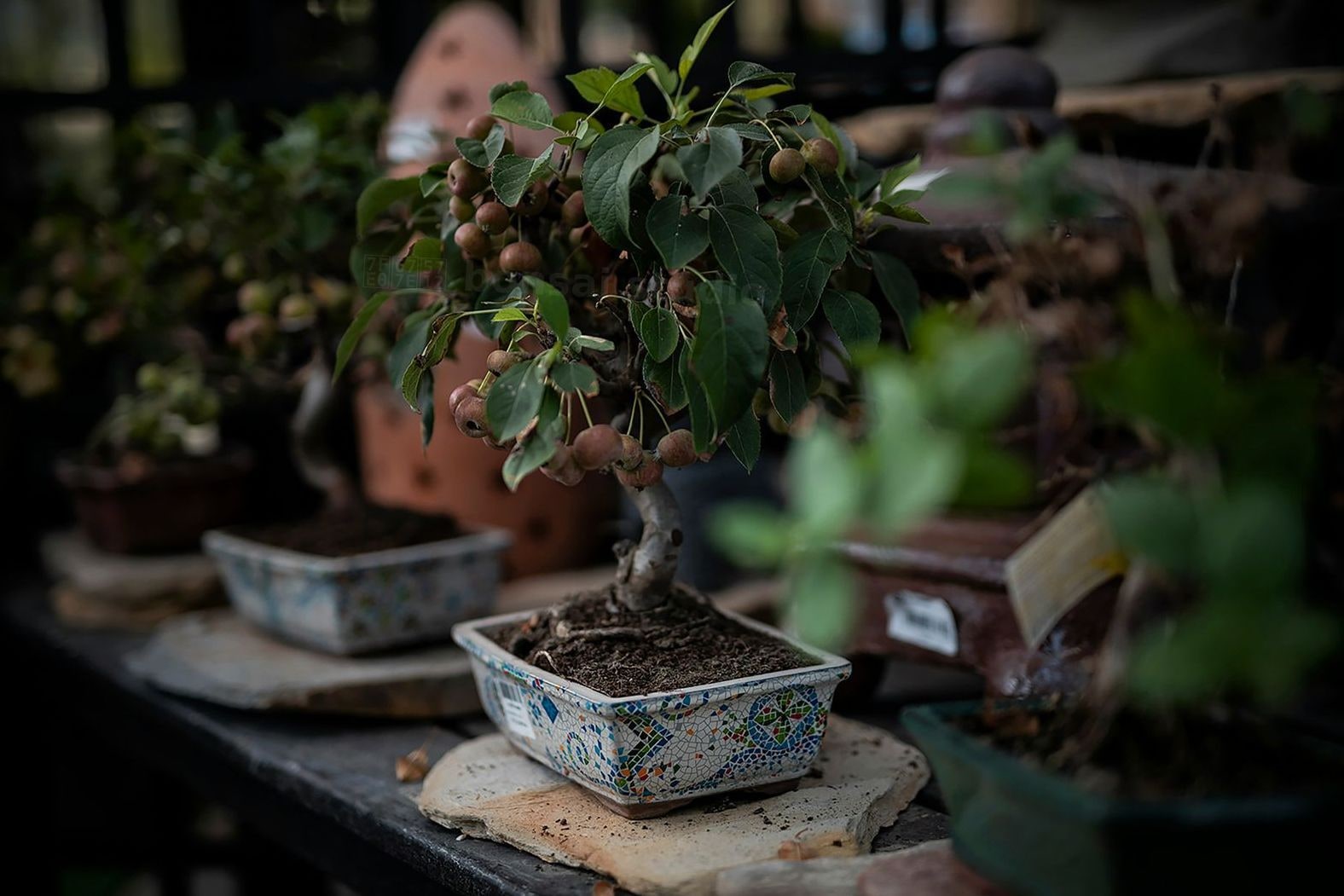 翠松園 bonsai studio
