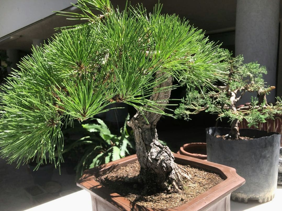翠松園 bonsai studio